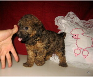 Poodle (Toy) Puppy for sale in BAKERSFIELD, CA, USA