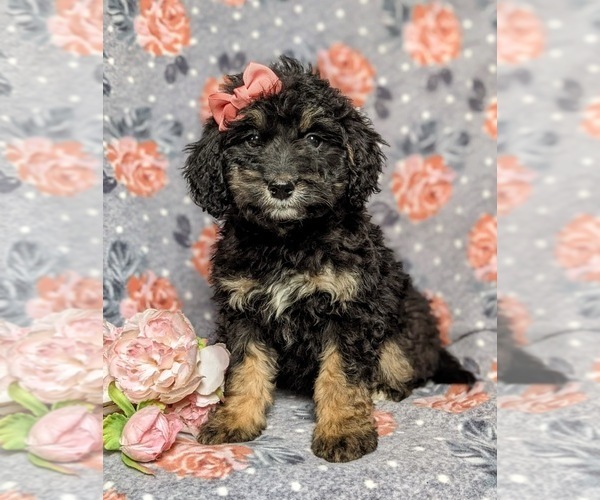 Medium Photo #1 Bernedoodle Puppy For Sale in GLEN ROCK, PA, USA