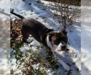 Coco - Female Bulloxer Dog for Adoption - Photo #4