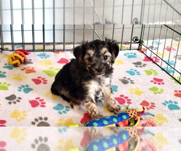 Medium Photo #1 Morkie Puppy For Sale in ORO VALLEY, AZ, USA