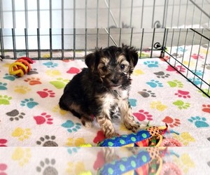 Morkie Puppy for sale in ORO VALLEY, AZ, USA