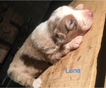 Small Photo #10 Australian Shepherd Puppy For Sale in ARBA, IN, USA