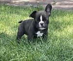 Small Photo #2 French Bulldog Puppy For Sale in SILT, CO, USA
