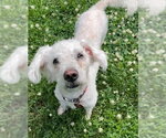 Small Maltipoo (Miniature)
