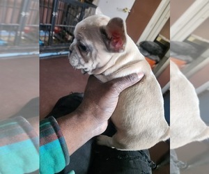 French Bulldog Puppy for sale in CINCINNATI, OH, USA