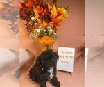 Small Photo #9 Yo-Chon Puppy For Sale in HAMPTON, VA, USA