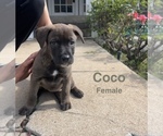 Puppy Coco American Staffordshire Terrier-Siberian Husky Mix