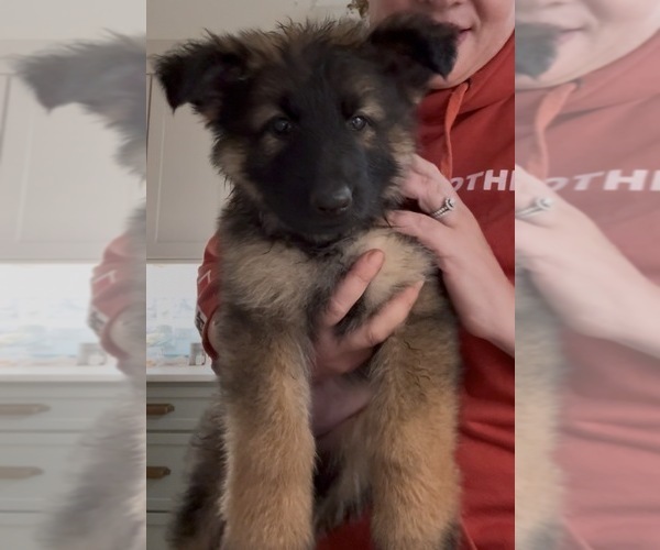 Medium Photo #4 German Shepherd Dog Puppy For Sale in CULLEOKA, TN, USA