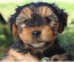 Small #4 Yorkshire Terrier