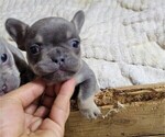 Small #1 French Bulldog