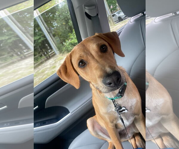 Medium Photo #3 Chihuahua-Labrador Retriever Mix Puppy For Sale in Virginia Beach, VA, USA