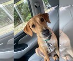 Small #2 Chihuahua-Labrador Retriever Mix