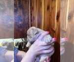 Small Photo #12 Bulldog Puppy For Sale in GREERS FERRY, AR, USA