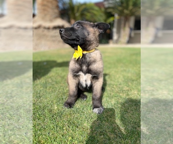 Medium Photo #8 Belgian Malinois Puppy For Sale in BAKERSFIELD, CA, USA