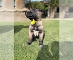 Small Photo #8 Belgian Malinois Puppy For Sale in BAKERSFIELD, CA, USA