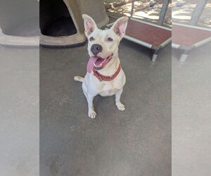 Mutt Dogs for adoption in McCormick, SC, USA