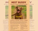 Small #1 Chocolate Labrador retriever-Great Dane Mix