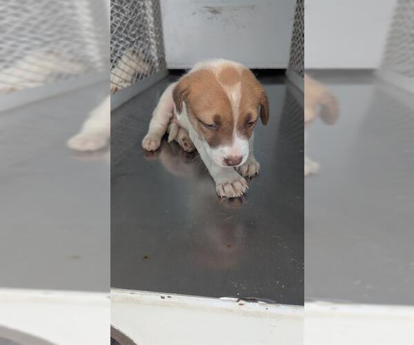 Medium Photo #1 Mutt Puppy For Sale in Bakersfield, CA, USA