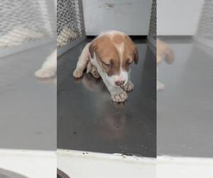 Mutt Dogs for adoption in Bakersfield, CA, USA