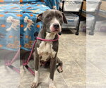 Small #2 Mutt