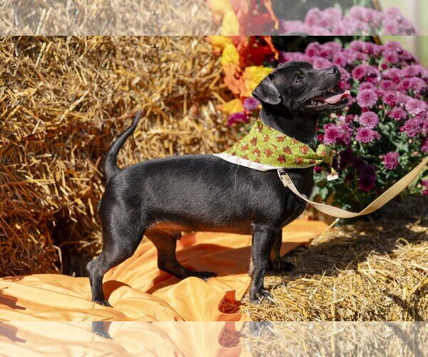 Medium Photo #6 Chihuahua-Unknown Mix Puppy For Sale in Garner, NC, USA