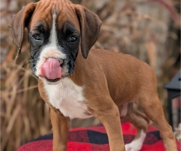 Medium Photo #24 Boxer Puppy For Sale in GOSHEN, IN, USA