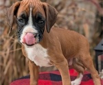 Small Photo #10 Boxer Puppy For Sale in GOSHEN, IN, USA