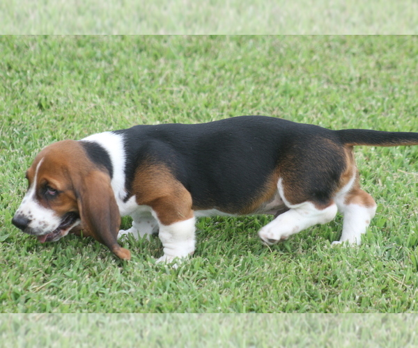Medium Photo #32 Basset Hound Puppy For Sale in MEMPHIS, MO, USA