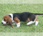 Small #8 Basset Hound