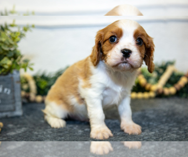 Medium Photo #3 Cavalier King Charles Spaniel Puppy For Sale in GOSHEN, IN, USA