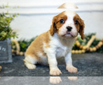 Small #2 Cavalier King Charles Spaniel