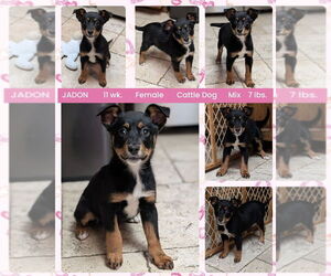 Mutt Dogs for adoption in Mesa, AZ, USA