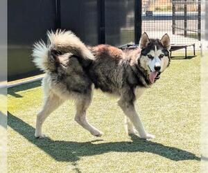 Siberian Husky Dogs for adoption in San Martin, CA, USA