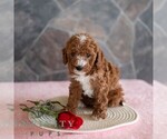 Small #4 Poodle (Miniature)
