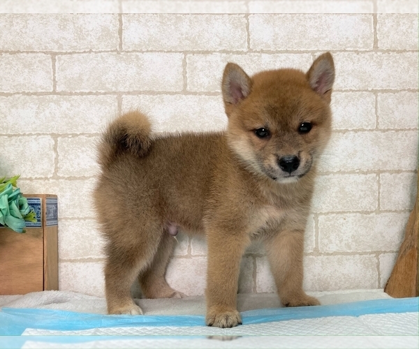 Medium Photo #4 Shiba Inu Puppy For Sale in HOUSTON, TX, USA