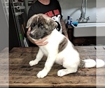 Small Photo #7 Akita Puppy For Sale in ELLINGTON, MO, USA