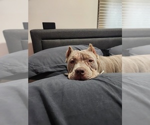 American Bully Puppy for sale in GREENFIELD, WI, USA
