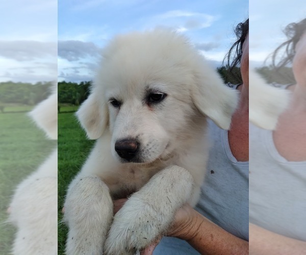Medium Photo #15 Great Pyrenees Puppy For Sale in SHELBYVILLE, TN, USA
