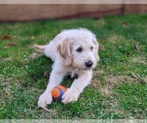 Miniature Labradoodle Puppy for sale in STEVENS, PA, USA