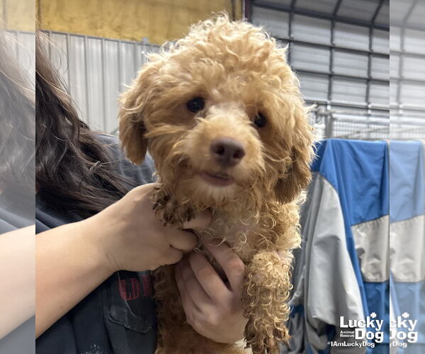 Medium Photo #2 Mutt Puppy For Sale in Washington, DC, USA