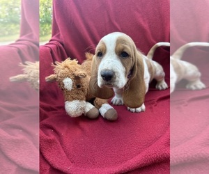 Basset Hound Puppy for sale in BENNINGTON, OK, USA