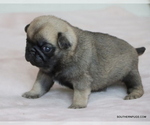 Puppy Buddy Pug