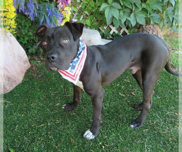 Medium Photo #1 American Pit Bull Terrier-Unknown Mix Puppy For Sale in Oklahoma City, OK, USA