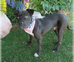 Small American Pit Bull Terrier Mix