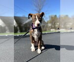 Small #6 American Pit Bull Terrier Mix