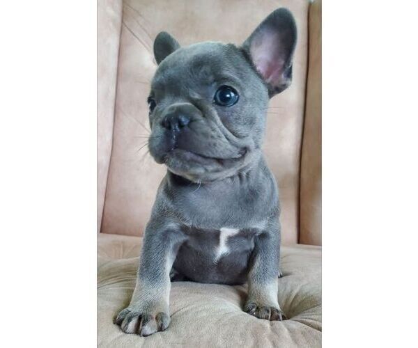 Medium Photo #1 French Bulldog Puppy For Sale in GORDONVILLE, PA, USA