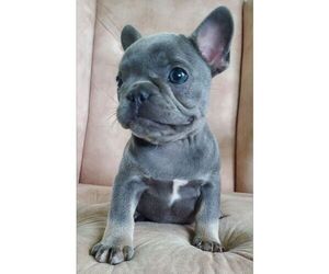 French Bulldog Puppy for sale in GORDONVILLE, PA, USA