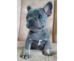 Small French Bulldog