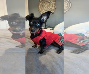 Dachshund-Unknown Mix Dogs for adoption in Gulfport, MI, USA