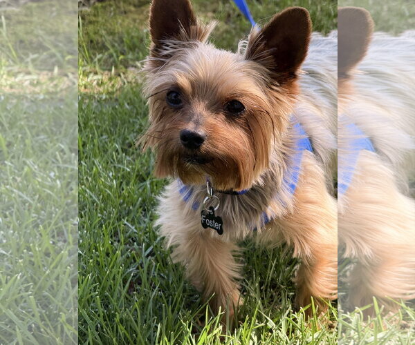 Medium Photo #7 Mutt Puppy For Sale in Allentown,, PA, USA